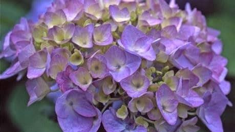 Trädgårdshortensian blommar inte: Allt om Trädgård